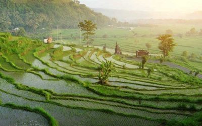 El día de la tranquilidad (BALI)