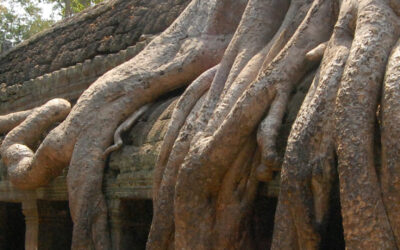 “Las vistas de los templos de Angkor en medio de la selva son impresionantes”